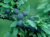 Sloe  Ripe Fruits Oxon  UK