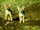 Black-Backed Jackal  Pups  Masai Mara  Kenya