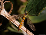 Cranefly  Adult Female Basking  Cambridgeshire  UK