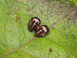 10-Spot Ladybird  Pupae  Cambridgeshire  UK