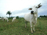 Zebu in Pantanal  Brazil