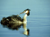 Great Crested Grebe  Carrying Chick  Gloscestershire
