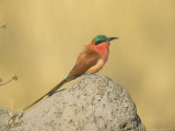 Carmine Bee-Eater  Perched on Termite Mound  Botswana
