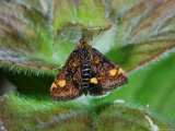 Pyralid Moth  Adult Feeding  Cambridgeshire  UK