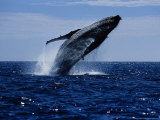 Humpback Whale  Breaching  Sea of Cortez