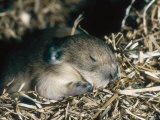 Pika  Baby in Nest  USA