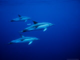 Short-Beaked Common Dolphins  Underwater  Port