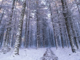 Path Through Woodland in Winter  Ross-Shire
