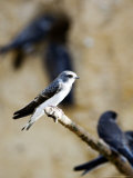 Sand Martin  Fledged Juvenile  UK
