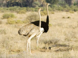 Ostrich  Male and Female with Chicks  Kenya