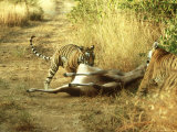 Bengal Tiger  Males Killing Sambar  India