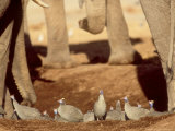 Helmeted Guineafowl at Waterhole with Elephants  Botswana