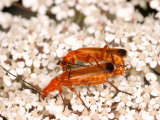 Hogweed Beetle  Mating  UK