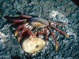 Sally Lightfoot Crab  Feeding on Penguin Egg  Galapagos Islands