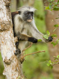 Zanzibar Red Colobus  Adult Feeding from Tree  Zanzibar