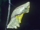 Common Birdwing Butterfly  Pupa