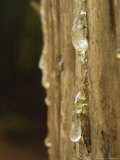 Sap on Tree  Scotland