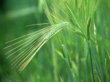 Barley in Summer  Scotland
