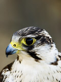 Gyr Falcon  Close up Portrait  UK
