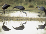 Wattled Crane  Group Feeding in Shallow Pools Formed by Khwai River  Botswana