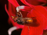 Hoverfly  Adult Feeding from Red Flower  Cambridgeshire  UK