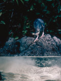 Lava Heron  Fishing  Galapagos Islands