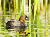Little Grebe  Adult on Water  UK