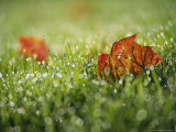 Fallen Autumn Leaf  Scotland