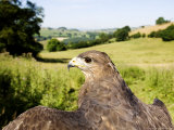 Common Buzzard  Adult Overlooking Countryside  UK