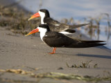 African Skimmer  Pair  Bostwana