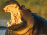 Hippopotamus  Gaping Agressively  Moremi Game Reserve  Botswana