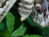 Emperor Moth  Adult Female  Ennerdale  UK