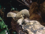 Woodpecker Finch  Using Tool  Galapagos Islands