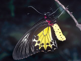 Common Birdwing Butterfly  Troides Helena