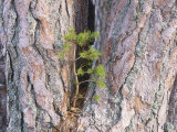 Scots Pine  Pinus Sylvestris  Rothiemurchus