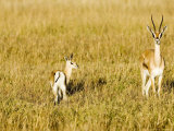 Thomsons Gazelle  Female with Youngster  Kenya