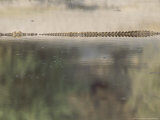 Nile Crocodile in Pool in Boteti River  Botswana