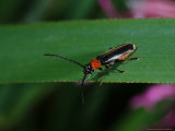 Soldier Beetle  Adult Hunting  Cambridgeshire  UK