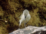 Woodpecker Finch  Using Tool  Galapagos Islands