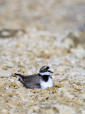 Little Ringed Plover  Male Incubating  UK
