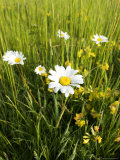 Wildflower Meadow  UK