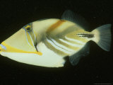 Black-Barred Triggerfish  Rhinecanthus Aculeatus