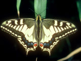 European Swallowtail at Rest