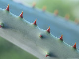 Cactus Detail  Aloe Marlotthii