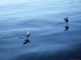 Wilsons Storm Petrel  Feeding  Ant Peninsula