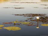 Lotus Lily  Okavango Delta  Botswana