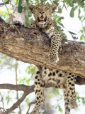 Leopard  Resting in Tree During Heat of the Day  Botswana