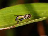 Hoverfly  Adult Basking on Leaf  Cambridgeshire  UK