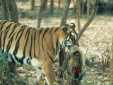 Tiger  Tigress with Kill  Orissa  India