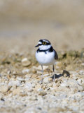 Little Ringed Plover  Male  UK